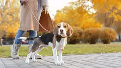 Nový zákon zakáže chov nepapierových psov